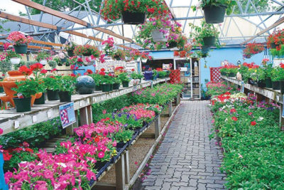 Plant Nursery Malaysia Get Your Plants With Us In Selangor